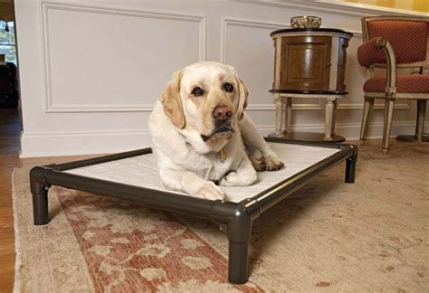 kuranda indestructible dog bed